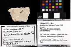 Foto (Objket + Etiketten) von Goniodromites bidentatus (Reuss, 1859) 